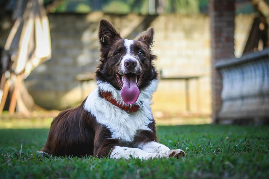 webp1 A Happy dog representing affordable pet insurance usa