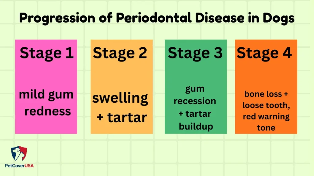  Infographic showing the four AVDC periodontal disease stages in dogs from mild gingivitis to advanced bone loss