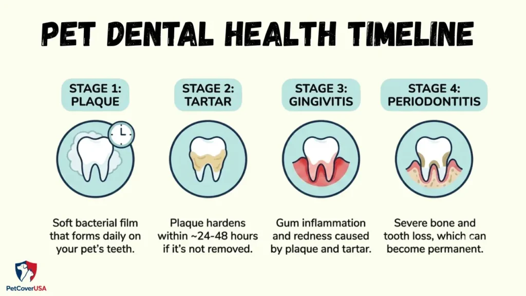 Infographic showing Dog Dental Care Tips for Healthy Teeth disease progression from plaque to periodontitis