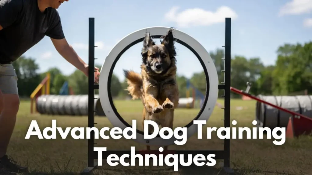"How to train your dog 2026: adult dog performing advanced training techniques in outdoor agility course"