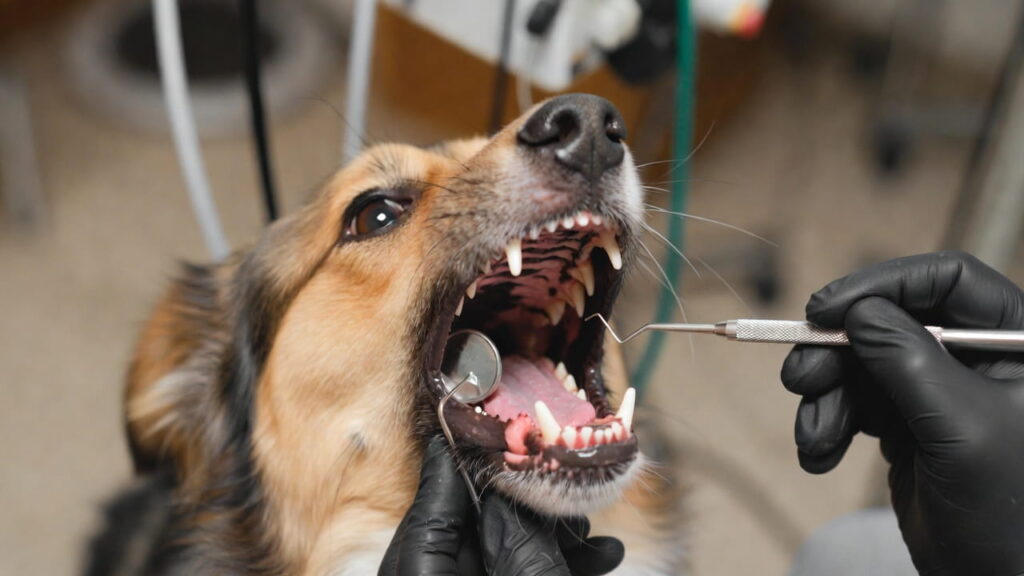 Dog dental checkup demonstrating expert tips on how to choose pet insurance in 2026