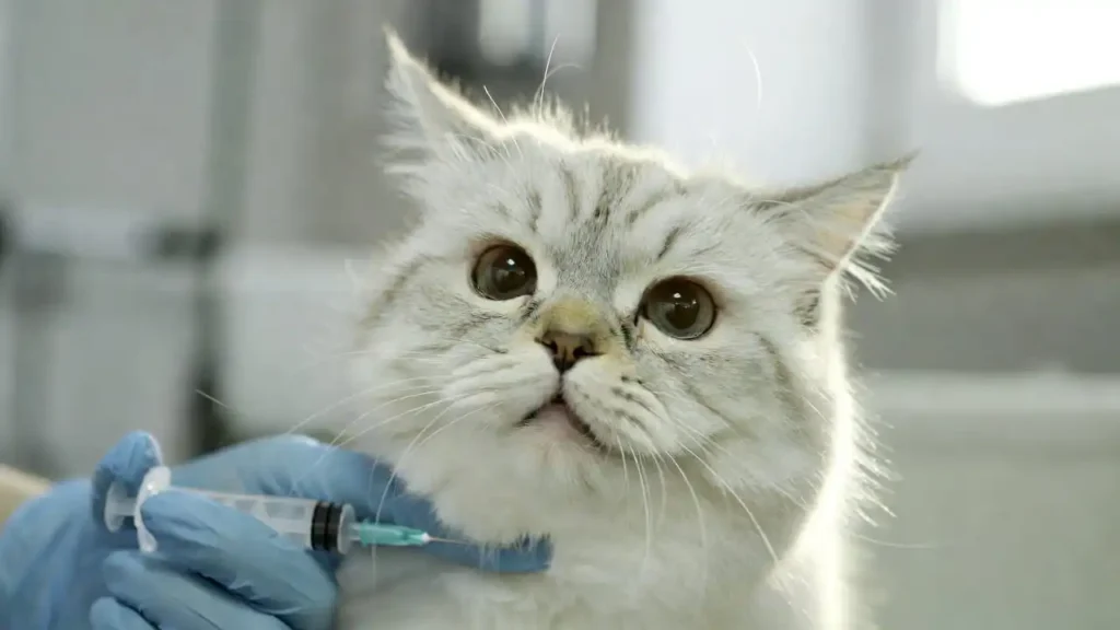 “Cat receiving vaccination – part of pet insurance guides and reviews 2026 imagery”