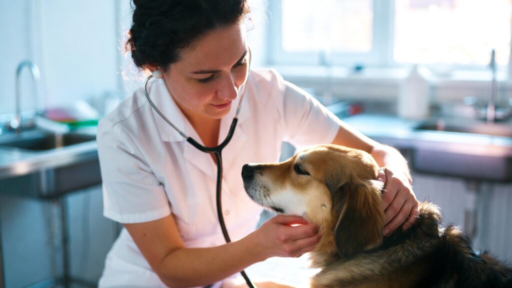 Pumpkin Pet Insurance Covers Pre Existing Conditions – vet treating dog in clinic