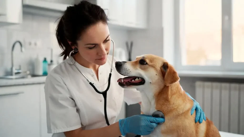 ASPCA Pet Insurance Review 2026 – dog wellness check-up at the vet