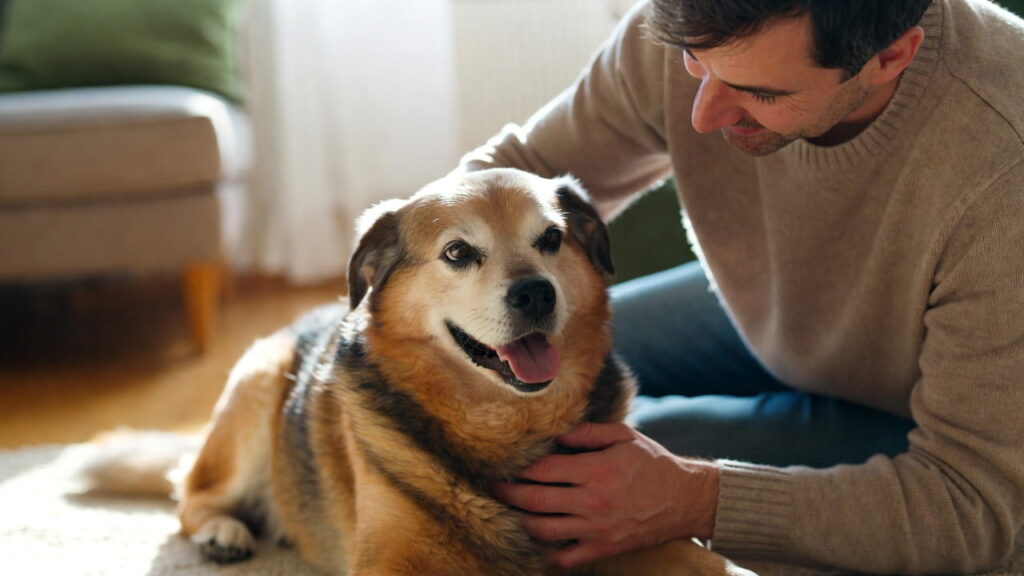 Happy senior dog with pet parent illustrating how to choose pet insurance in 2026